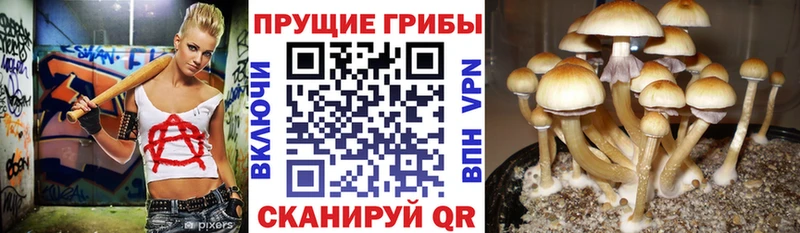 закладки Ужур Псилоцибиновые грибы мухоморы